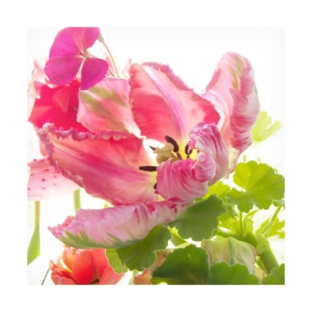 Judy Stalus 'Parrot Tulip One' Canvas Art,24x24